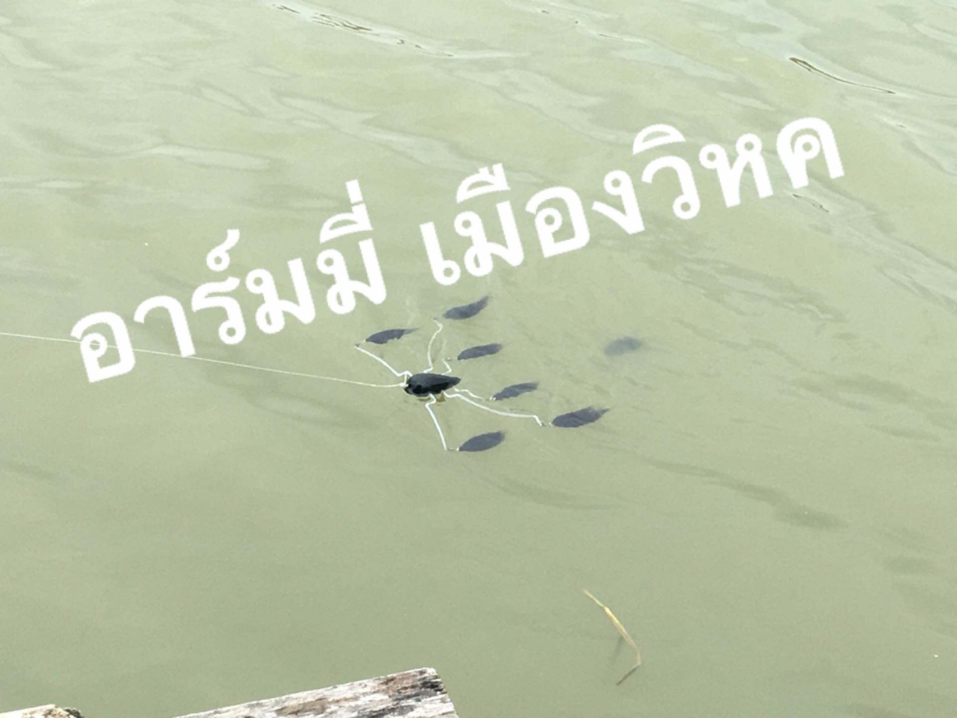 ปลาฝูงน้าอาร์ม "รุ่น สังข์ทอง" ฝูง7