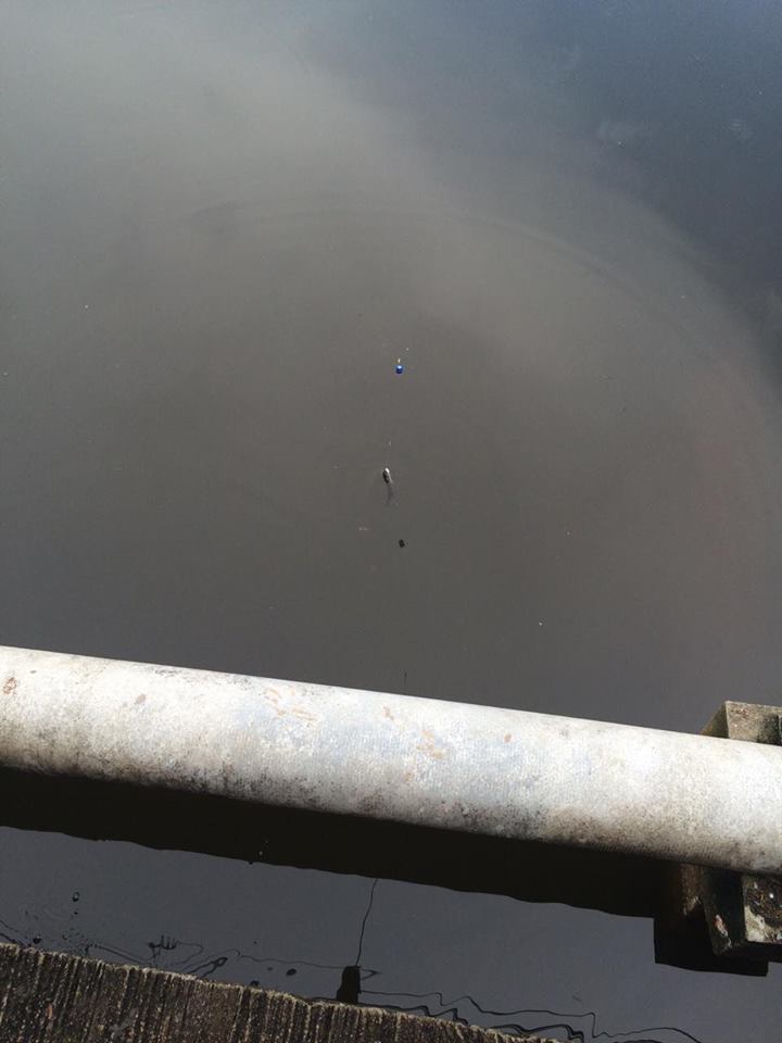                              ระหว่างเดินเจอปลาช่อนขนาดเล็กๆลอยอยู่ผิวน้ำด้านนอกสะพานเลยจัดซะ  ตกปลาช
