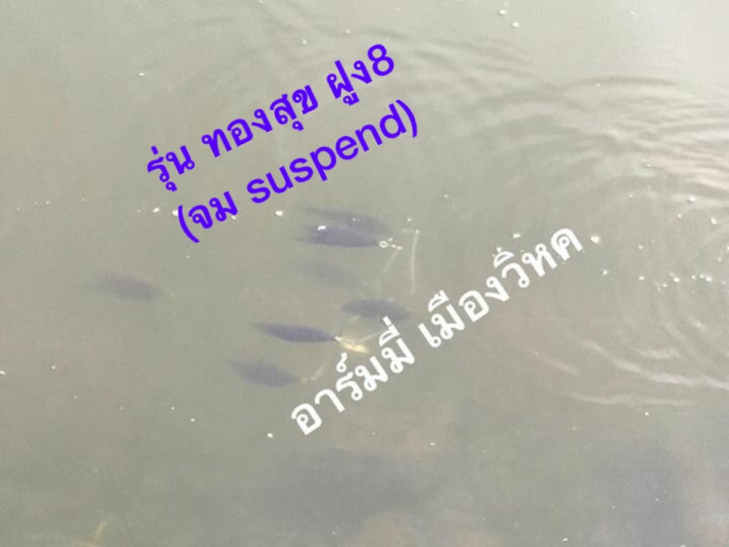 เทสปลาฝูงน้าอาร์ม รุ่น "ทองสุข"ฝูง8( จมsuspend )