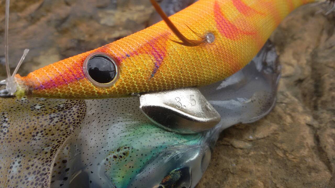 กุ้งสีสวยๆไว้หรอกคน555