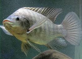 ปลาตัวนี้คือปลาอะไรครับ มาจากประเทศอะไรครับ แล้วใครตั้งชื่อปลาตัวนี้ครับ