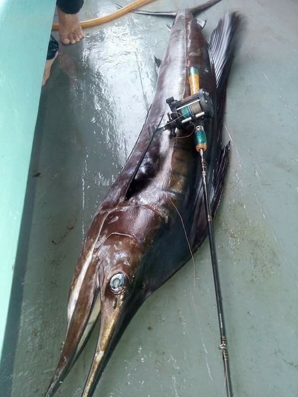 ผมจัดการเอาคันตีปลาช่อน รอกชิมาโน่ tr200. ข้างในมีสายpe3อยู่เกือบ400เมตร.  ลอยหมึกสายหน้า5วา ลอยออกไ