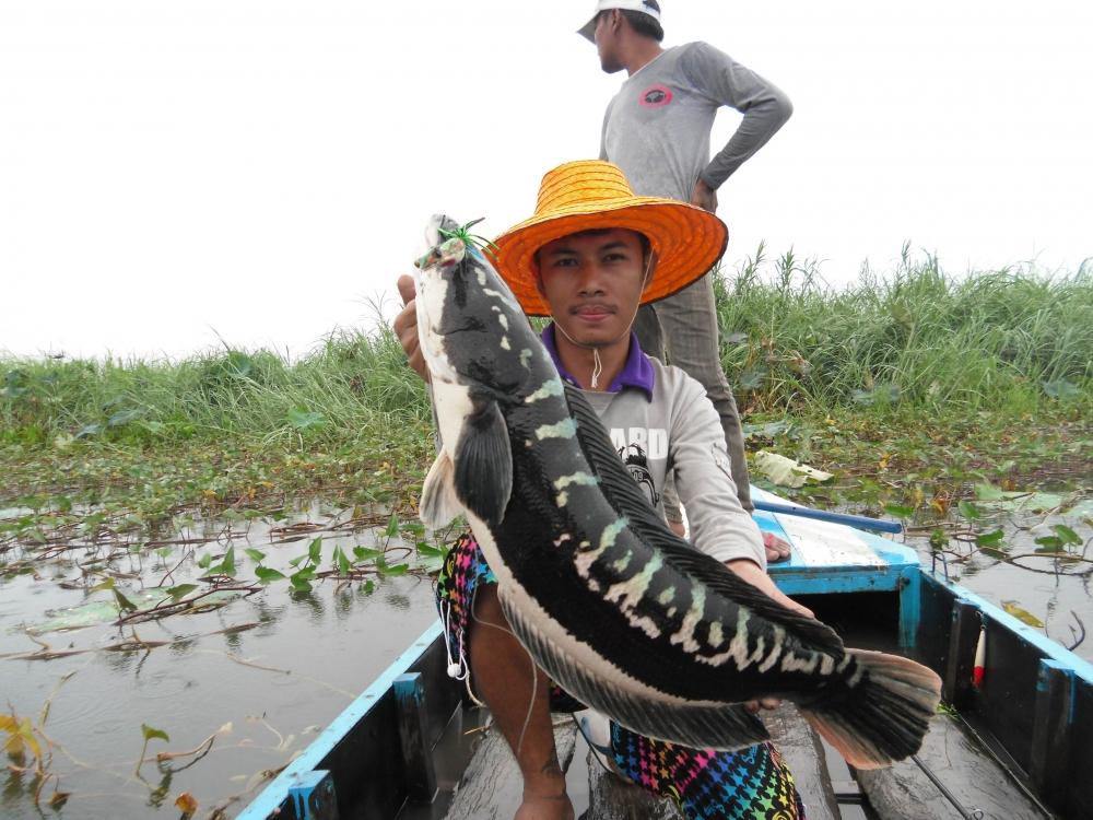 ซิ่งเรือใต๋โต่ย ตามล่าชะโดบึงละหาน