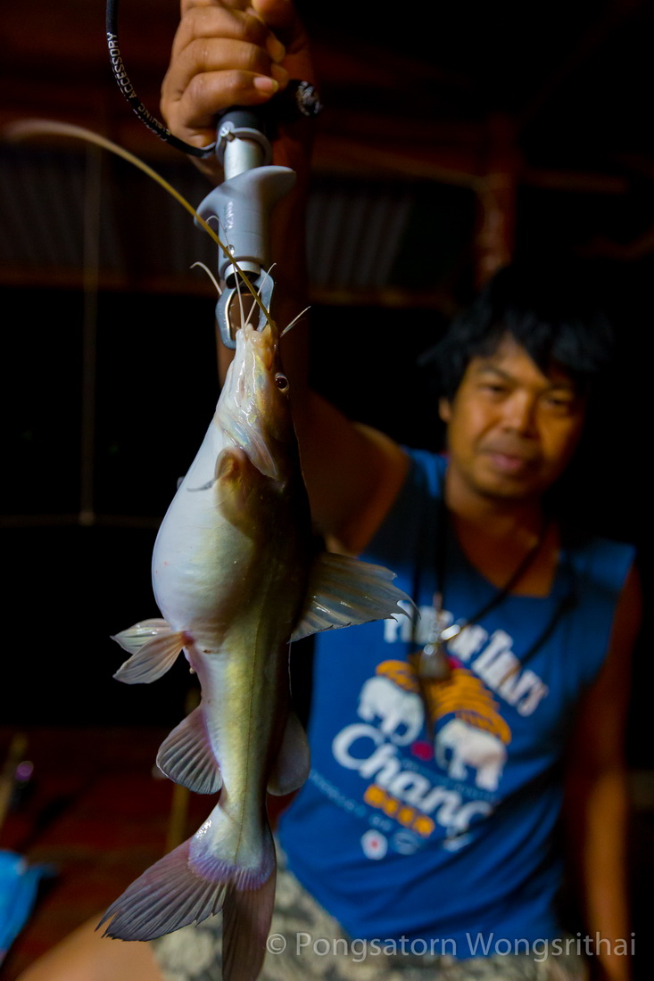 ถึงสังขละบุรี แพเจ้าประจำราวๆสามทุ่ม ขนของเข้าแพพักเสร็จสรรพ
ลงเหยื่อได้ไม่ทันไร...ขาประจำก็เข้ามาท