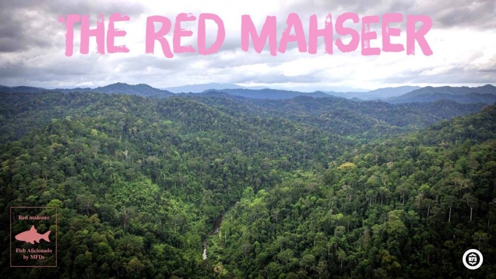 The Red Mahseer  พลวงชมพู แดนใต้