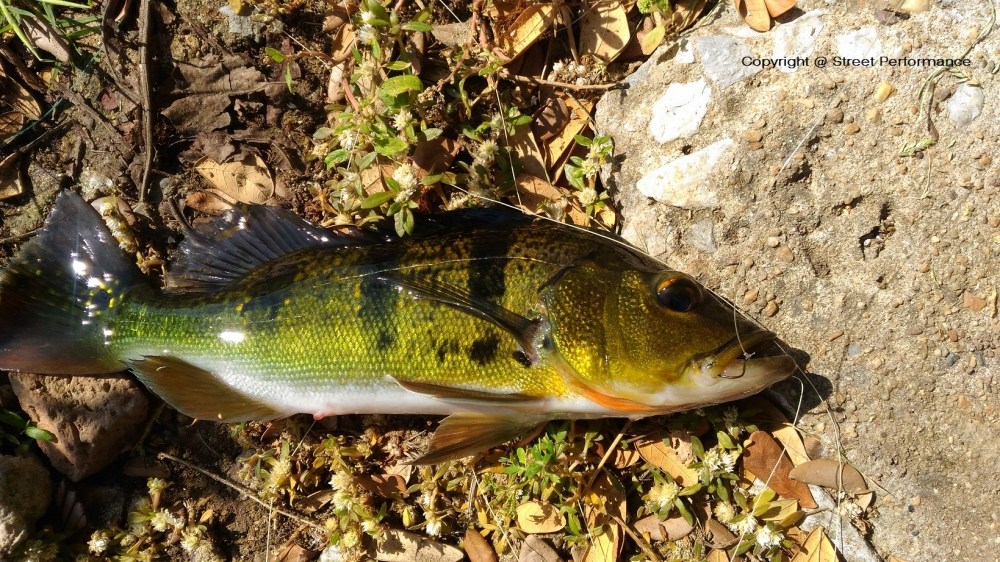 
Peacock Bass ลายสวย แต่ไซด์ยังไม่โตเท่าไร

แต่ก็สู้สุดใจ โดดไปไม่รู้กี่ครั้ง

 :laughing: :lau