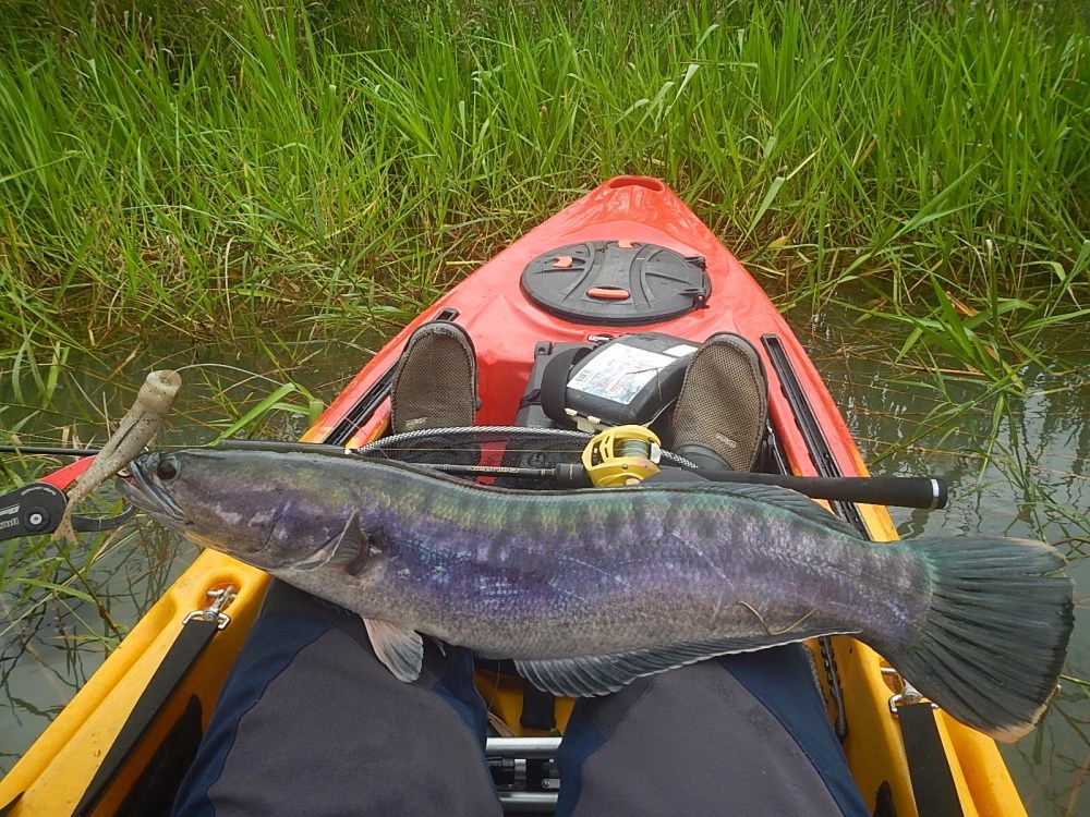 
 [center][b]Rod : HR EVOLUTION NET-V Line 10-17 lb 
Reel : Daiwa Alphas 103L 
Kayak : Feelfree M