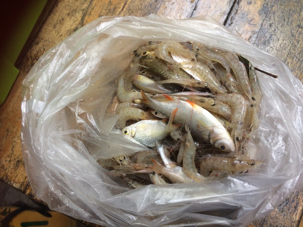 กุ้งตายแยอะมากครับ พี่ศักดิ์เขาเลยบอกเอาไปฝากเมียสะน้อง