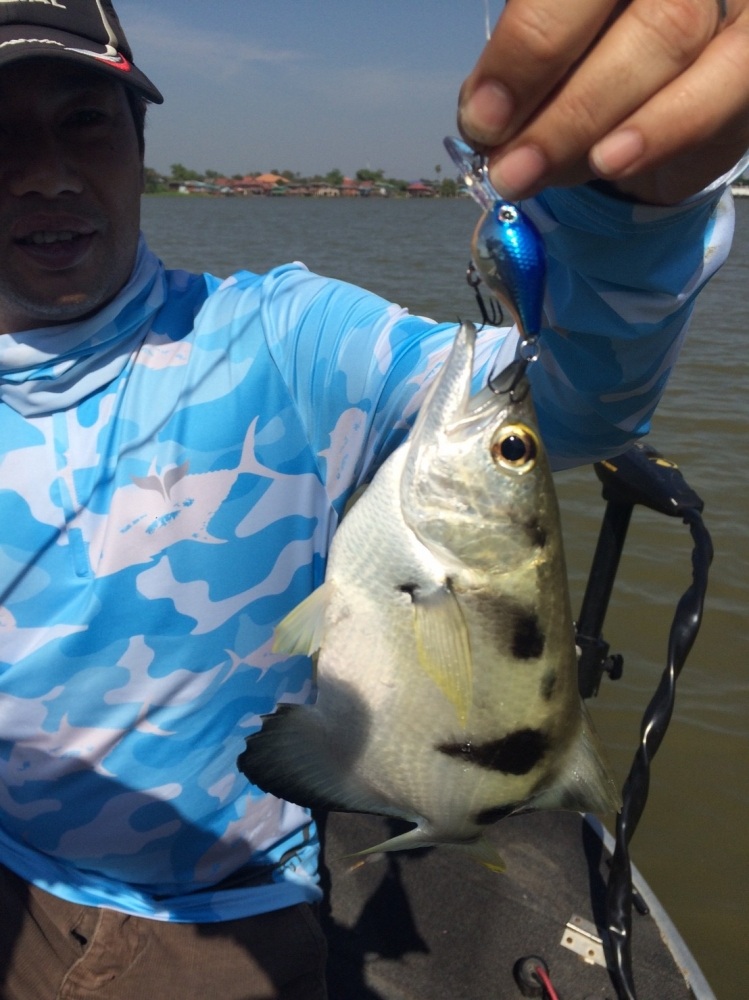 
 [center][b] ยังจะตามมากัด Rapala UL crank 3 cm [/b][/center]
