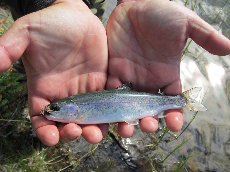 กับ Rainbow Trout (เรนโบว์ เทราท์)