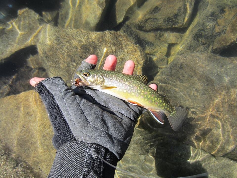 Brook Trout (บรุค เทราท์) และ Brown Trout(บราว เทราท์)