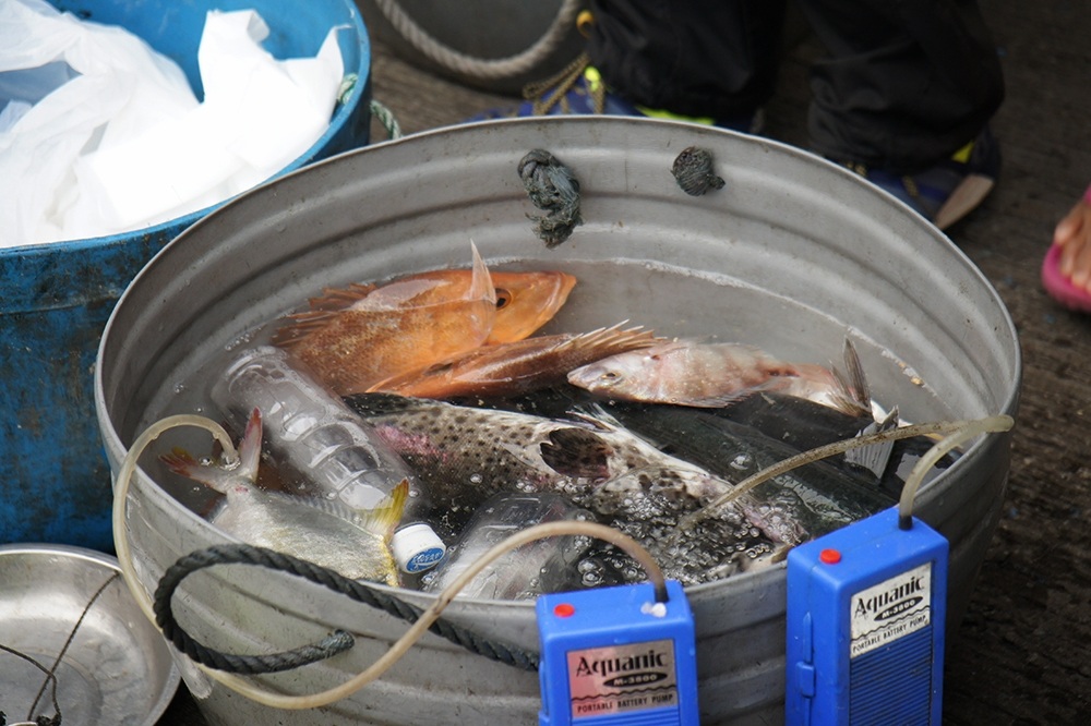  [center]

ภาพนี้ไม่ใช่ในตลาดแต่เป็นภาพที่ผมเก็บมาจากท่าเรือในตอนเช้าตรู่

ผมเห็นชาวประมงเป็นตาย