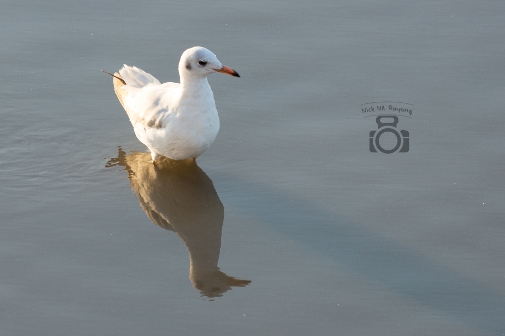  [center]โอ้ว โสดเหมือนตรูเลย[/center]