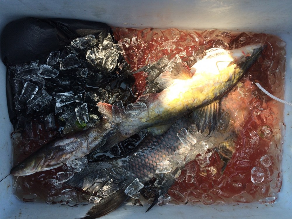 เก็บของ อาบน้ำ แพคปลาในลังน้ำแข็งเตรียมตัวกลับ ที่เหลือจากทำกินที่แพ สรุปทริปนี้ได้ปลาพอกิน เป็นปลาก