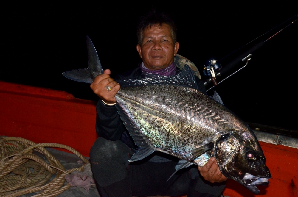 ลุงจ่าเอาอีกแล้ว  ปลาอะไรเนี่ยะ   ค้นๆดูเจอ
ปลากะมงดำ
Caranx lugubris  Poey, 1860  
Black jack  
