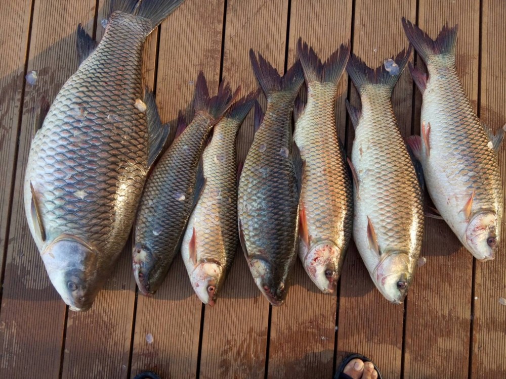ปลารวมตกครั้งแรกของปีนี้ครับ