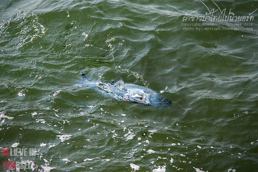 ค่อยๆลากปลาเข้าฝั่งดีกว่าวุ้ย  [i][Subtitle: Just gently drag the fish into the shoreline, huh?][/i]