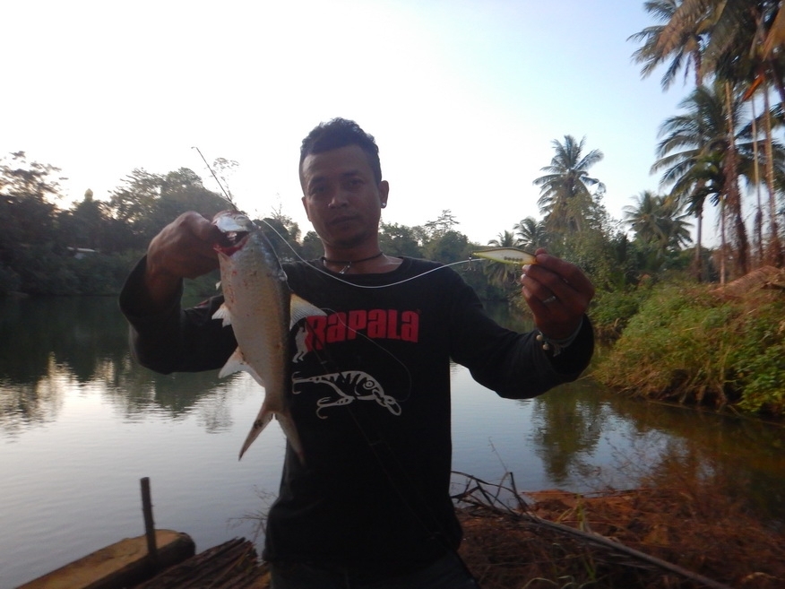 
ผลงานจากในคลิปด้านบนครับ กับ Rapala shadow rap shad 9 วันนี้พี่เค้าเป็นพระเอกไปเลย  :grin: :grin: 