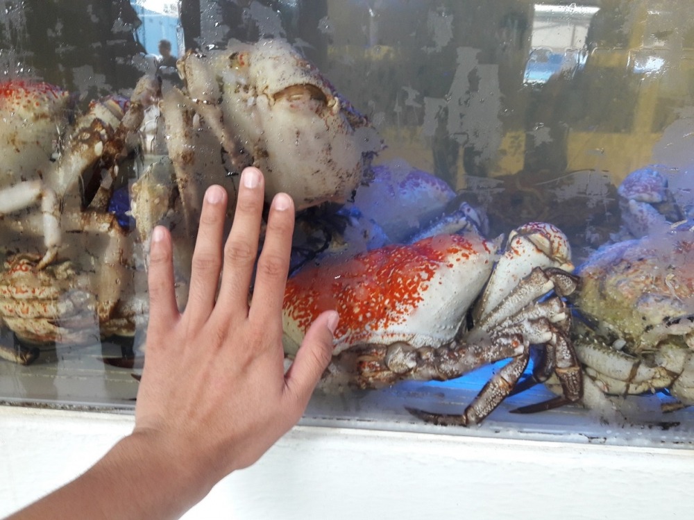 ที่นี่ก็มีสัตว์แปลกๆที่ไม่ค่อยเห็นตามตลาดปลาบ้านเราเยอะครับ อย่างเจ้า Tasmanian King Crab

ดูขนาดข