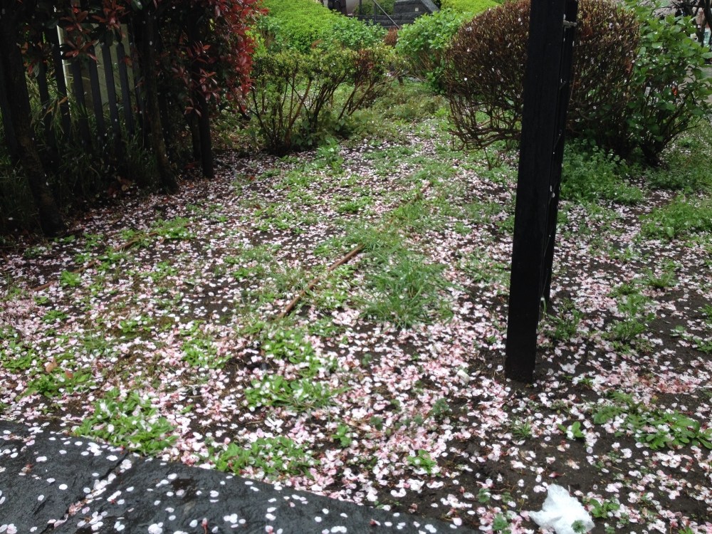 เดินผ่านสวน วันนี้ฝนตก ดอกร่วงไปเกือบครึ่งหนึ่ง
ปกติดอกซากุระอยู่ได้ประมาน7วัน