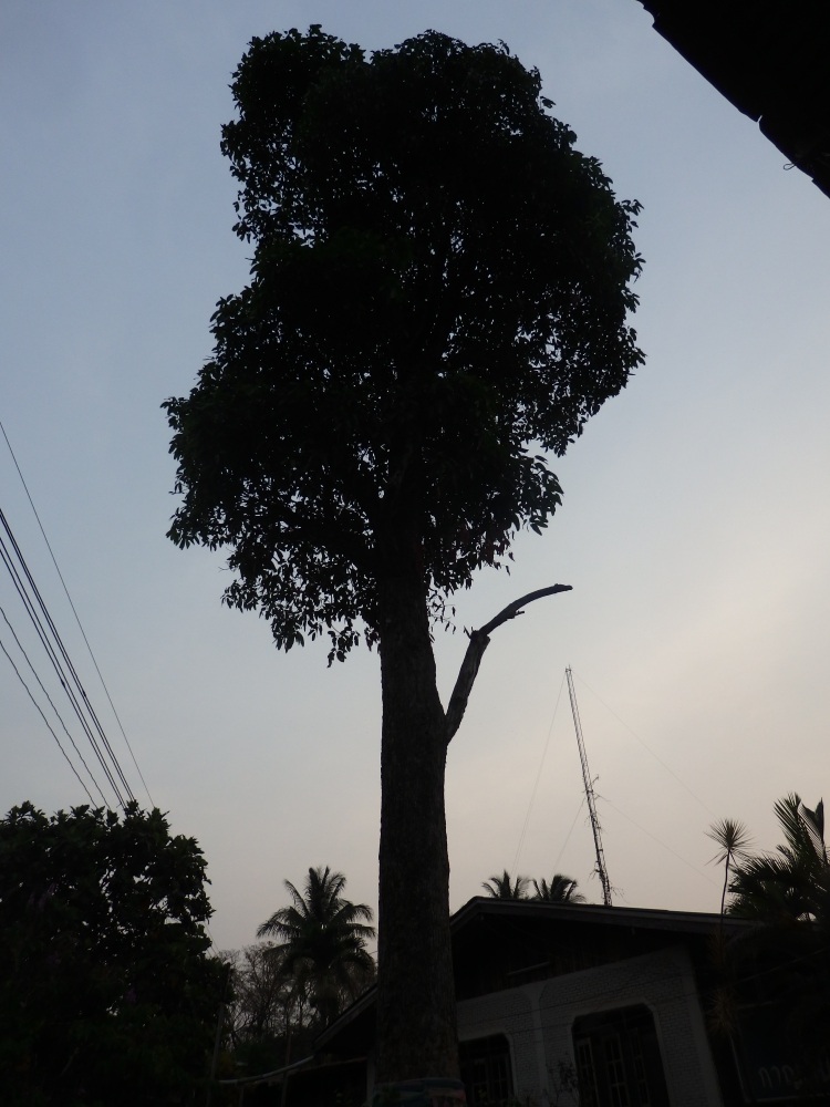 และแล้วก็ถึงบ้านน้าแบงค์แห่งเมืองพบพระ ต้นมะม่วงเป็นเอกลักษณ์ ใหญ่มาก  :dance: