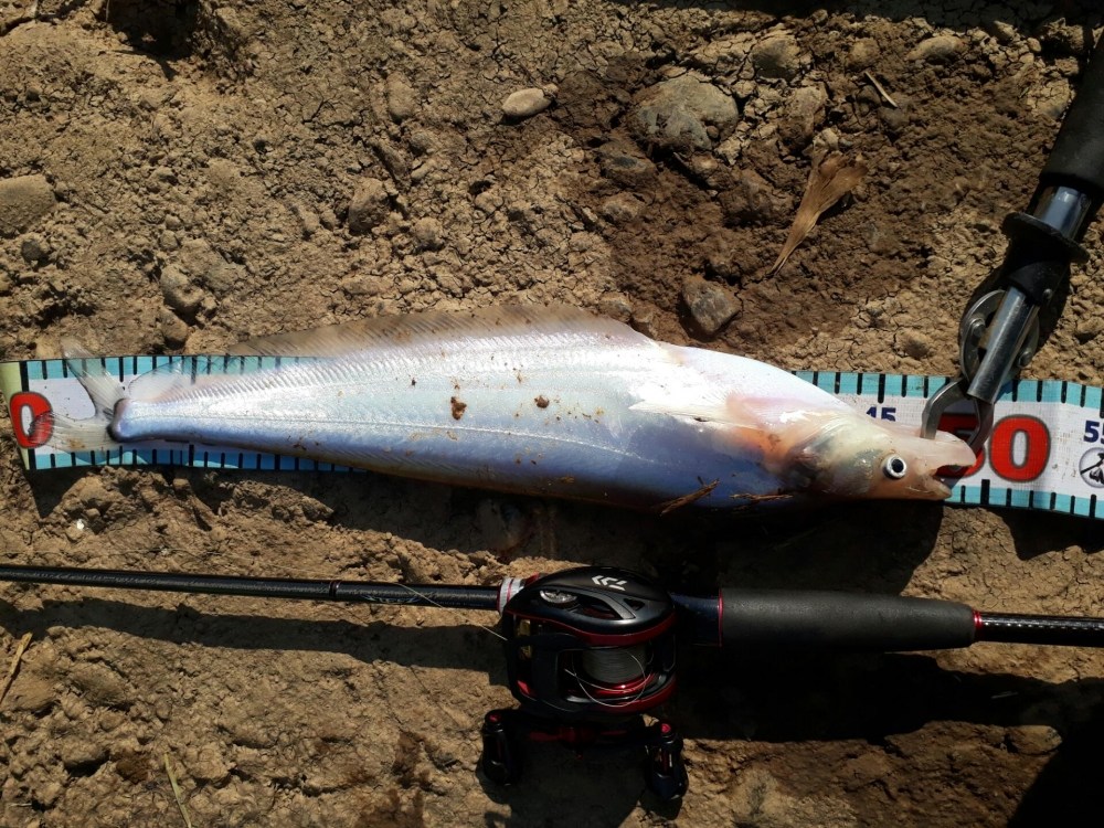 ปลาเนื้ออ่อน น้ำยม ขนาด 50 cm  คับ
ตกได้โดย คัน steez f spec รอก  t3 air  คับ