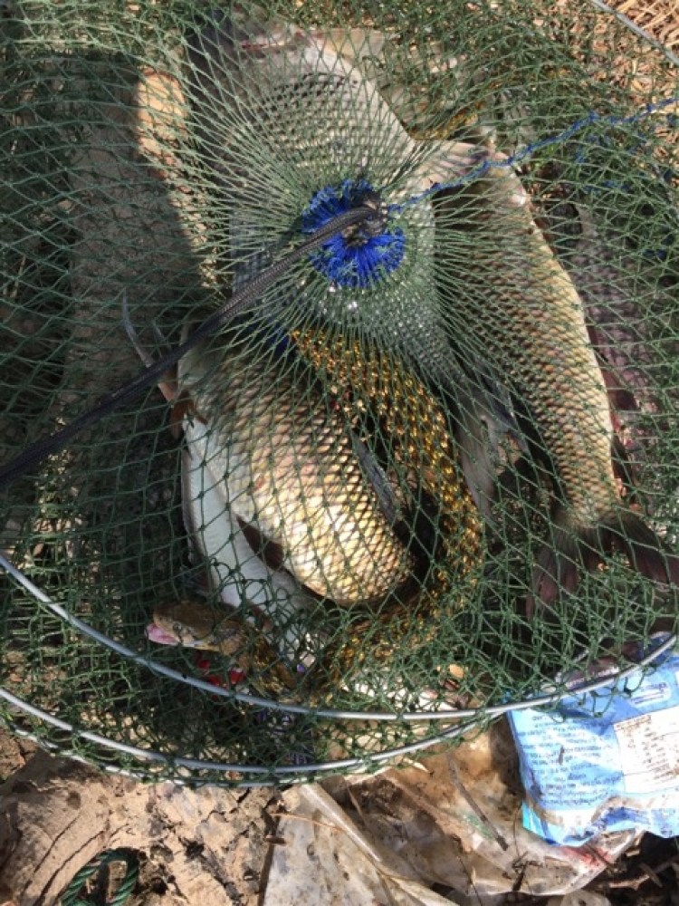 บ่ายๆปลากินเรื่อยๆ กระชังปลาแช่น้ำในป่าหญ้ายกกระชังจะเอาปลามาใส่ มีแขกไม่ได้รับเชิญอยู่ในกระชัง ตกใจ
