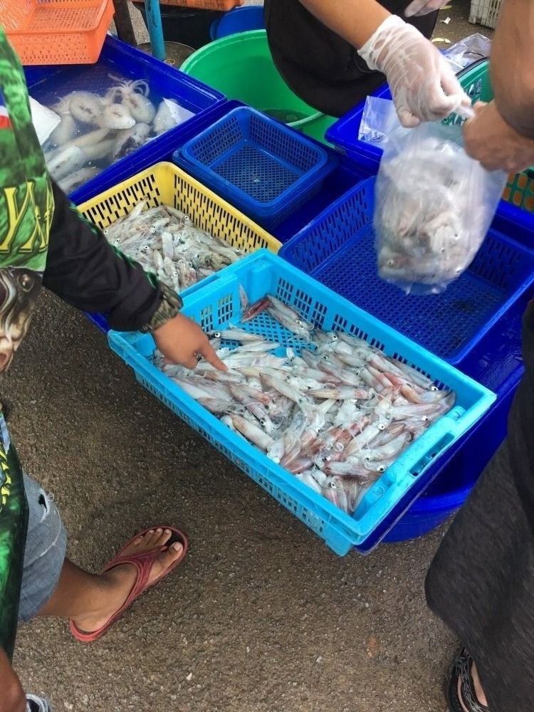 ส่วนพี่ๆน๊าๆที่หาเหยื่อไปตกปลา สามารถหาซื้อปลาหมึกสดๆที่ยัง

ไม่แช่น้ำจืดหรือแช่ฟอมาลีนได้ที่ตลาด 