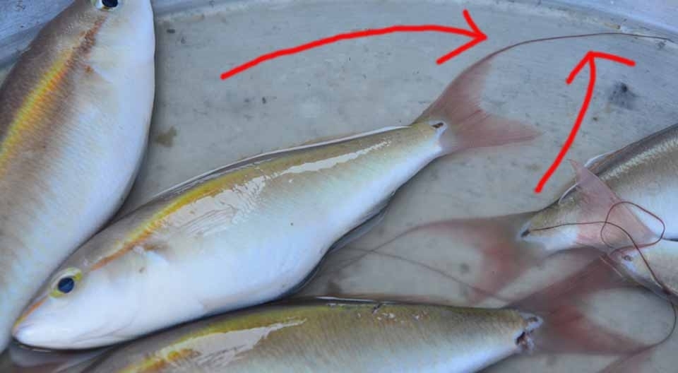 (ทะเล) ปลาหางแปลกที่ปัตตานีตัวนี้ชื่อปลาอะไร
