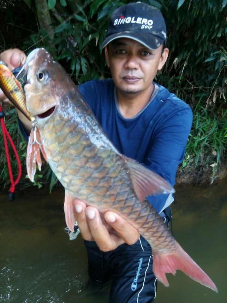 กัด เหยื่อrapala. Skitter pop9