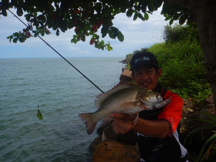 
ปลากะรังแดงชายฝั่ง 

ผลงานจากเหยื่อ:Rapala Bx-jointed minnow 8  :cheer: :cheer: :cheer: :cheer: 