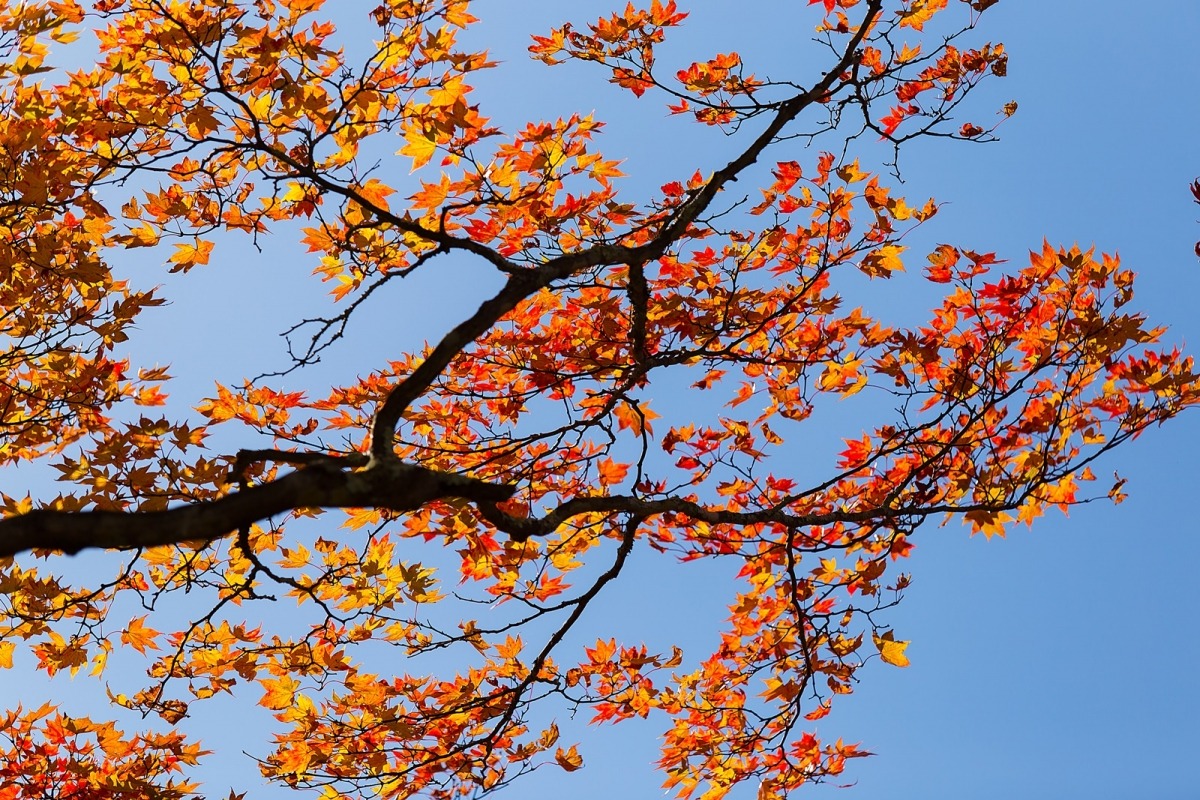 Autumn in Japan