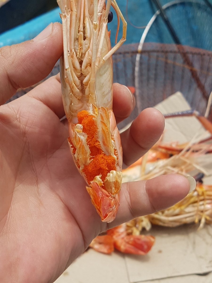 ไข่กุ้งสดๆ ปิงไฟอ่อน มันจะหวานมากครับ 