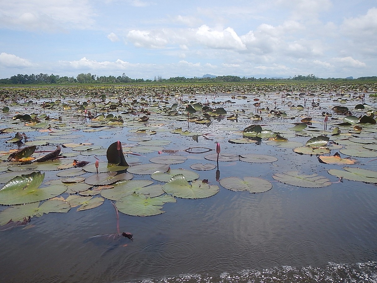 
 [center]ถ่ายรูปไปเรื่อยเปื่อยระหว่างวิ่งเรือกลับฝั่ง[/center]

