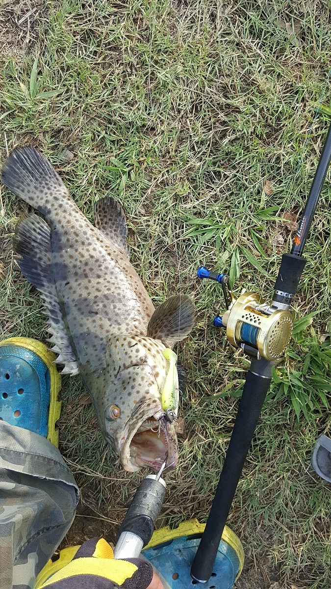 9/9/17 
Rod: Custom phoenix recon 10-25LB H
Reel: Shimano Conquest  201 
Lure: z-man 3'.
Shocker