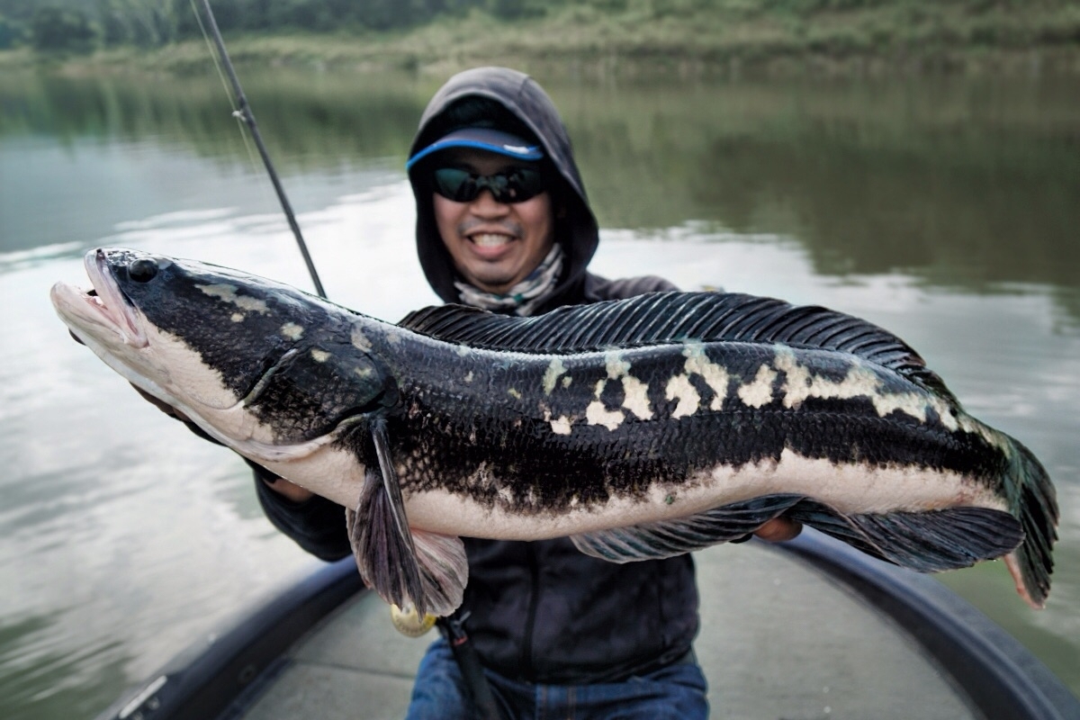 ••• [Video] หลงรัก..ชะโดเขื่อนศรีฯ Intro to Thailand Giant Snakehead •••