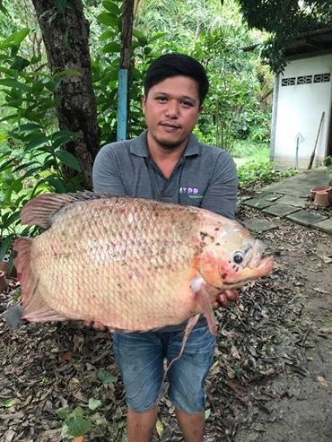 [q][i]อ้างถึง: kwang_007 posted: 27 ก.ย. 60, 09:23[/i]
+ตะพาบตัวขนาดนี้ ปลาในบ่อตัวขนาดไหนครับ
 :g