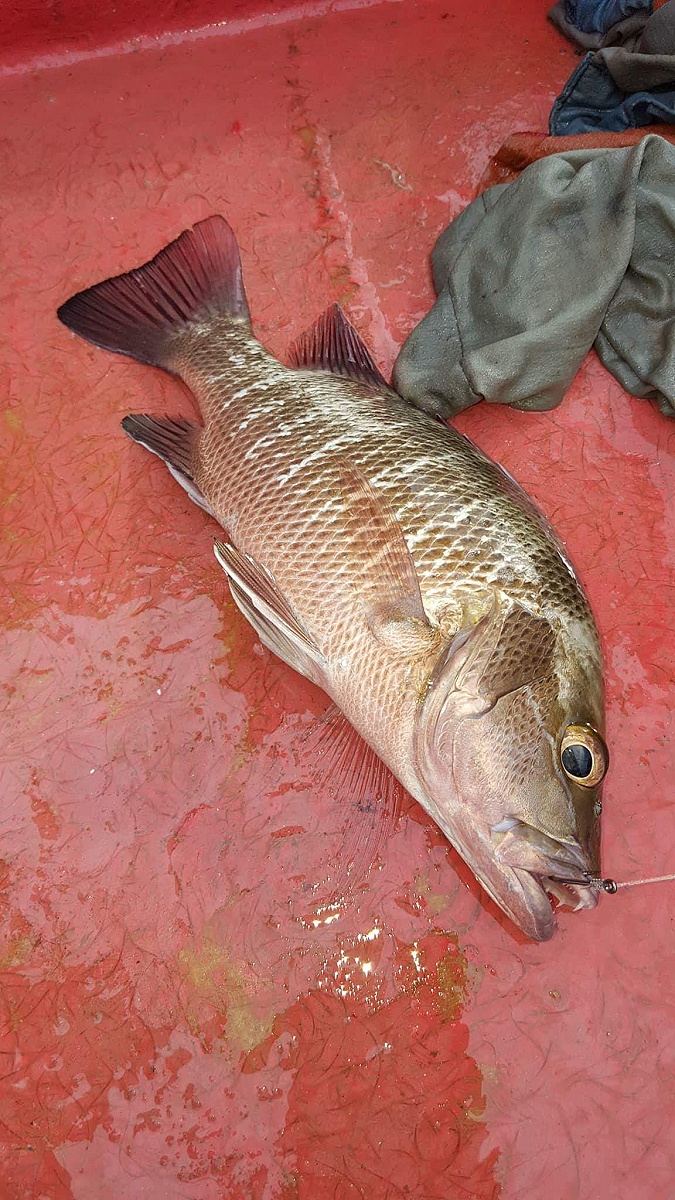 ปลากะพงแดงป่าชายเลน หรือ ปลากะพงแดงปากแม่น้ำ Mangrove jack, Mangrove red snapper; ชื่อวิทยาศาสตร์: L