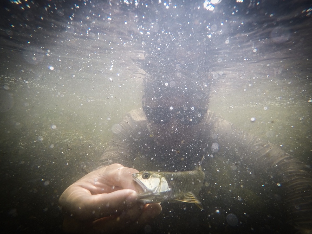 Burmese Trout : ปลาสะนาก