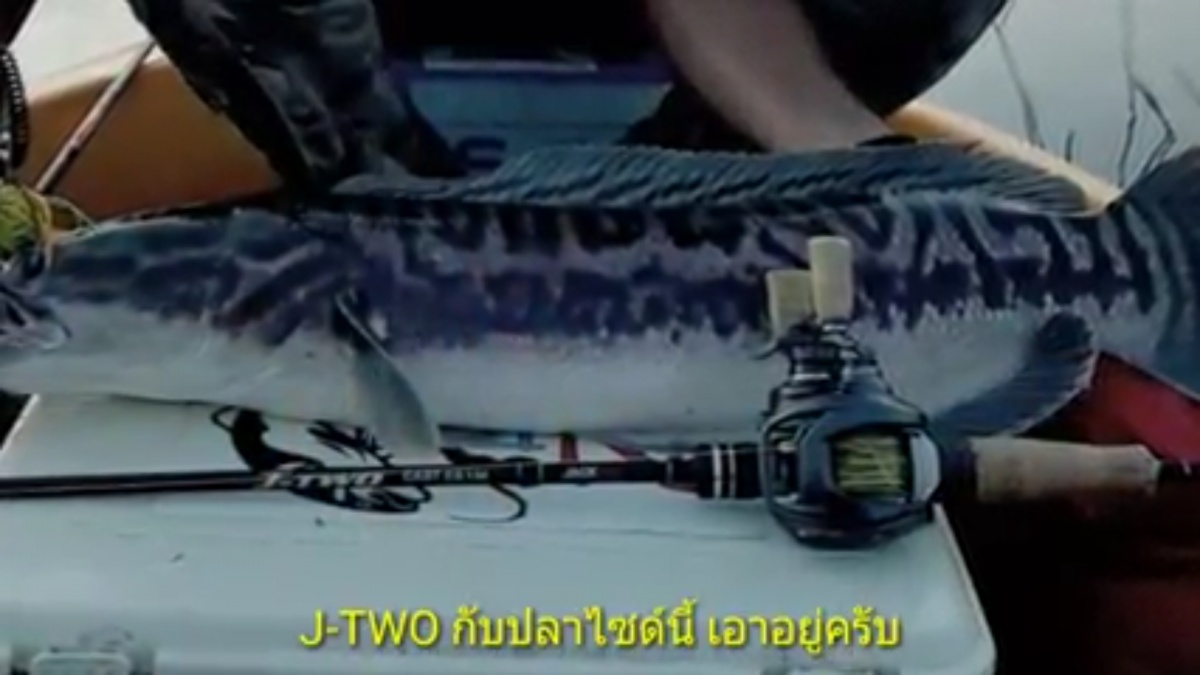 ปลาป่าไซด์นี้ J-TWO เอาอยู่
แต่ต้องเปิดเบรคเล่นหน่อยนะครับ เอิ๊กๆ