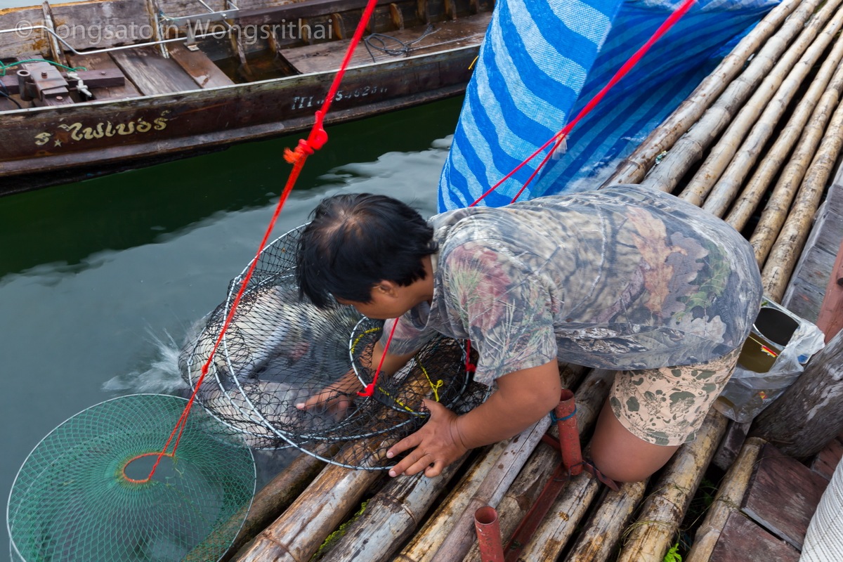 น้าหมูกำลังคัดนิลตัวสวยๆ ใหญ่กว่าสองกิโลกรัมมาทำกันสักตัว