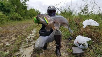 จิบห่างๆ คับวันนี้ ลมแรงด้วยคับ ตีเหยื่อเพนซิวชอง black fish  ไป ได้เรื่องเลยคับผม