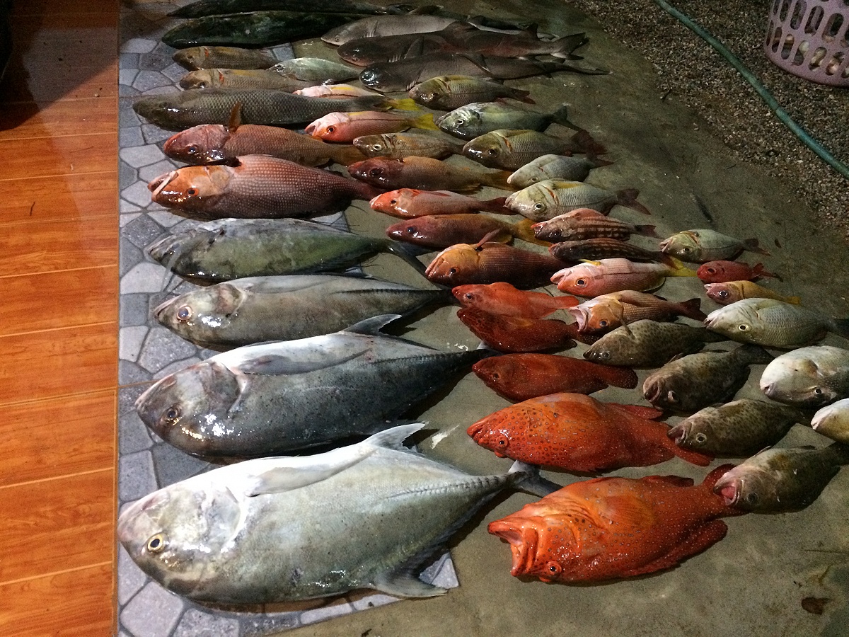 ปลารวมครับมีอีกบางส่วนอยู่ในถังพี่รุ่งขี้เกียจลื้อเพราะขากลับแวะซื้อหอยซื้อปูแล้วทับไว้ข้างบน