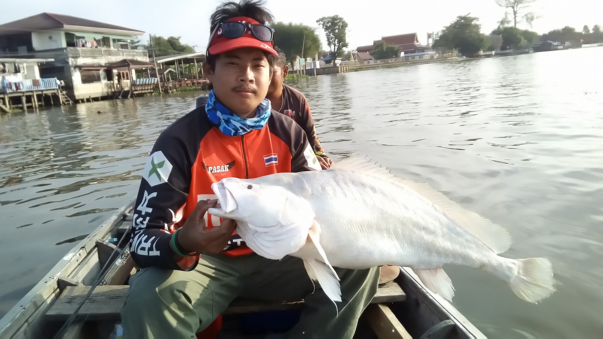 สุดท้ายเรามาเจอ พี่ใหญ่อีกสายพันธุ์ของแม่น้ำเจ้าพระยา สภาพน่าจะตายไม่เกิน 12 ชั่วโมง

ผมเสียดายมาก