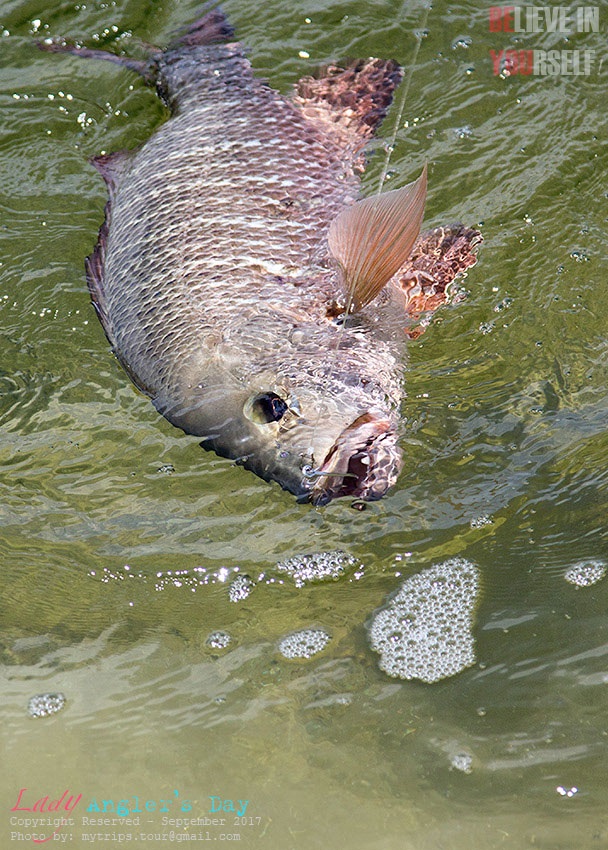 Red Snapper #2