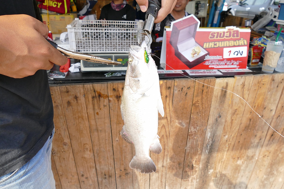 ตัวนี้ปลากะพงพี่เอก ได้ 0.90 kg. ลุ้นรางวัลปลาพอดีขีด (ก่อนจะถูกถีบตกไป 55555++) :laughing: :laughin