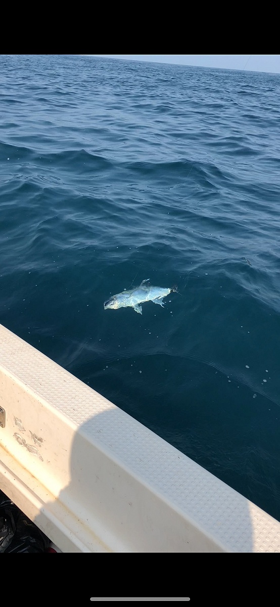 เห็นตัวแล้วครับ
เป็นกระมง GT (giant trevally) 
อ่าวไทย บางเสร่ ก็มีกระมงให้ตกเหมือนกันนะครับ ผมก็พ