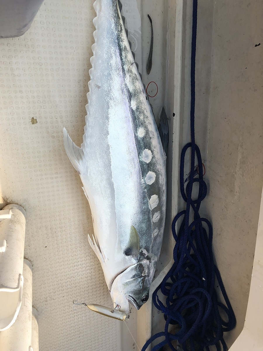 กัดเหยื่อpop ของ lure master
 super long cast 20 กรัม เต็มๆปาก