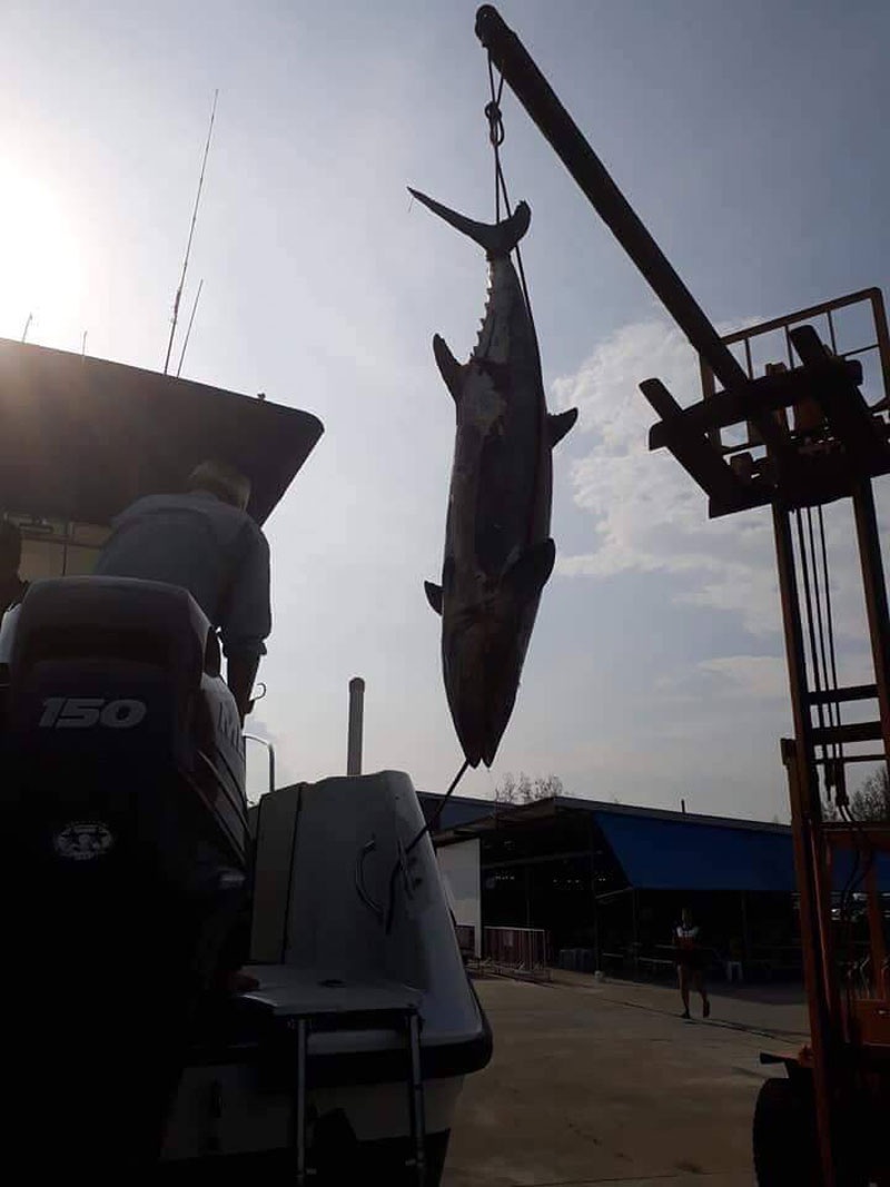 พอนำเรือขึ้น Ramp เราใช้รถโฟรคลิฟในการยกปลาลงจากเรือ  อยากจะบอกว่าที่ Boat Ramp อุปกรณ์ทุกอย่างพร้อม