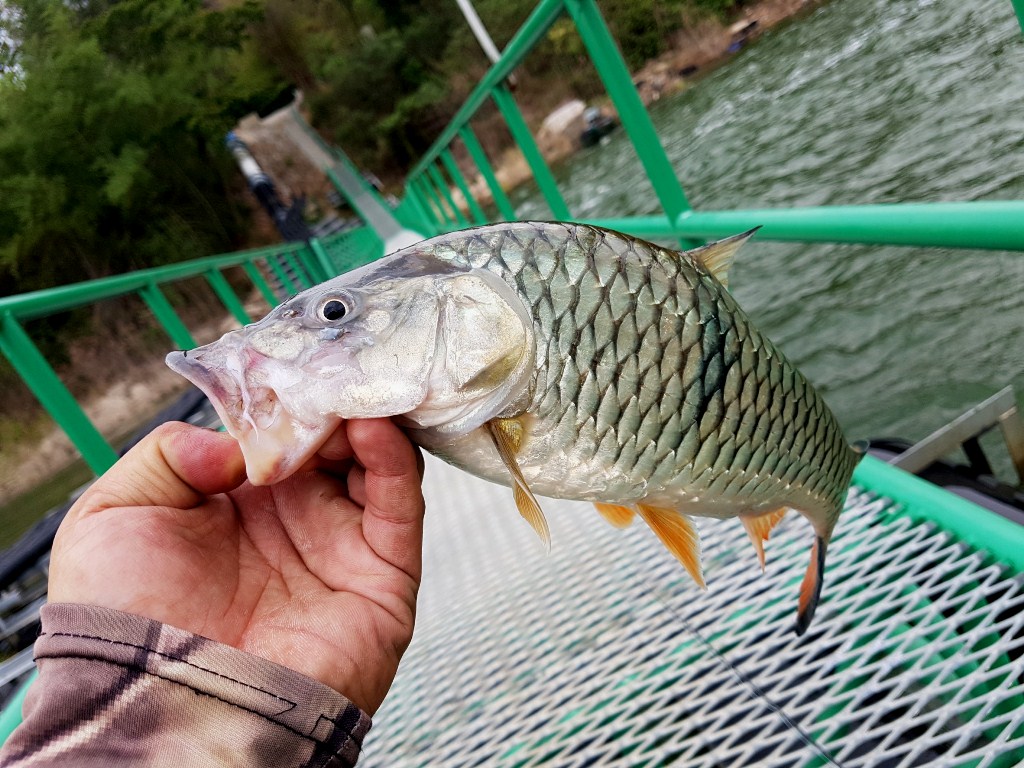 กระสูบขีด ไซส์ใหญ่กว่ากระสูบจุดมากครับ